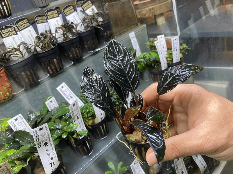 Bucephalandra Skeleton King en su maceta