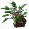 Cryptocoryne Becketti Petchii enraizada en roca