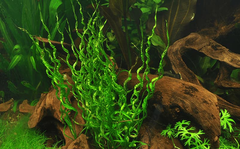 Helanthium bolivianum vesuvius en un acuario plantado