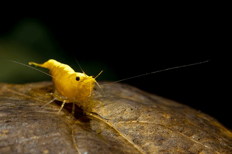 hojas-terminalia-catappa-gambas-acuario