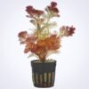 Comprar plantas acuario online CABOMBA FURCATA ROJA PIAUHYENSIS