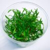 comprar online buenas ofertas CRYPTOCORYNE LUCENS para tu acuario plantado