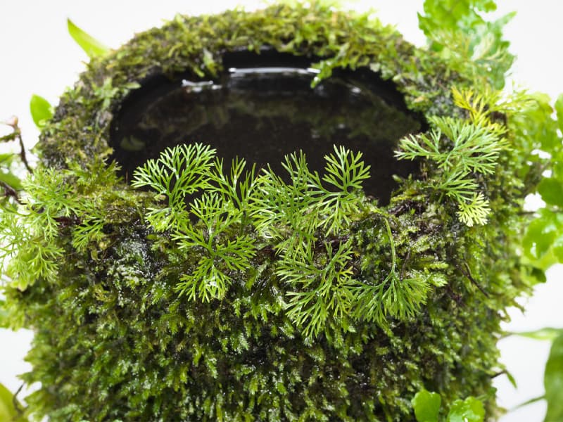 Detalle del cilindro ya con plantas y lleno de agua.