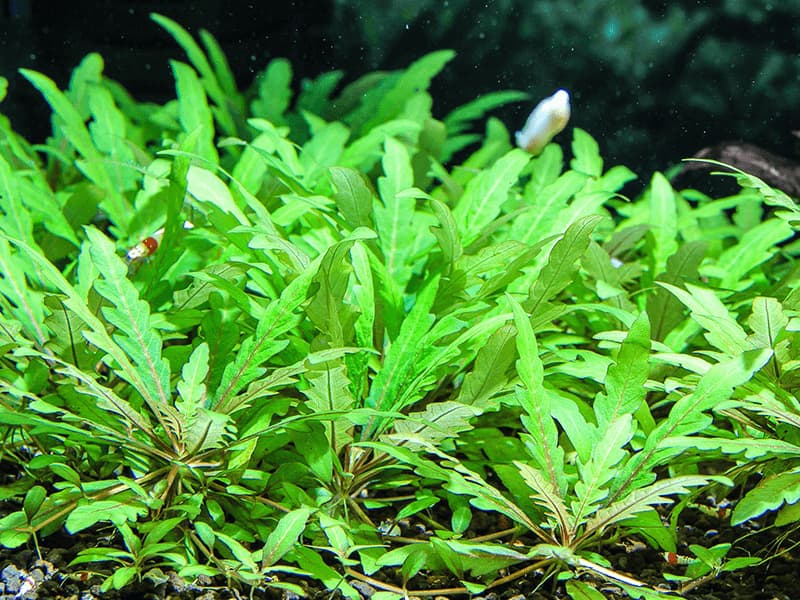 Hygrophila pinnatifida en la zona media de un acuario plantado. La puedes comprar online en NASCAPERS.ES