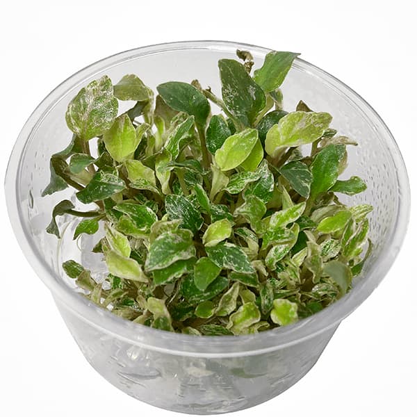 LAGENANDRA MEEBOLDII RED ROUND de venta online en NAscapers. Las mejores ofertas en plantas para tu acuario.