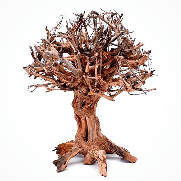 Mammoth bonsai M para acuarios de agua dulce.