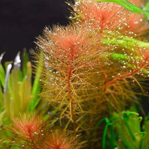 Comprar plantas acuario online myriophyllum mattogrossense roja (RED)