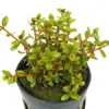 Rotala Indica