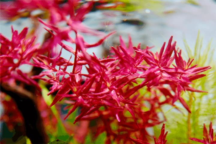 plantas de tallo rojas