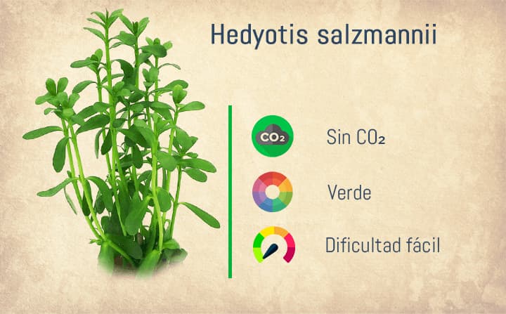 Ficha de la Hedyotis Salzmanii. Una de las mejores plantas de tallo para acuarios.