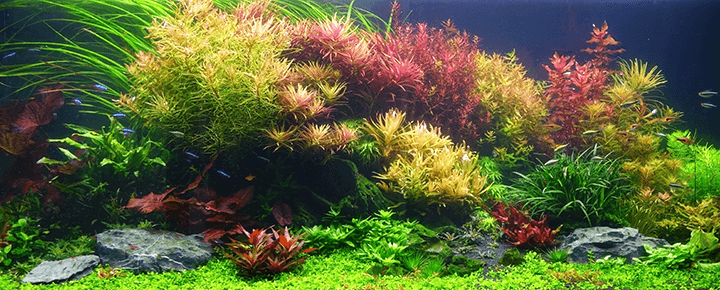 ACUARIO HOLANDES CON PLANTAS DE TALLO.