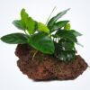 Anubias Barteri Var Nana enraizada en roca volcánica