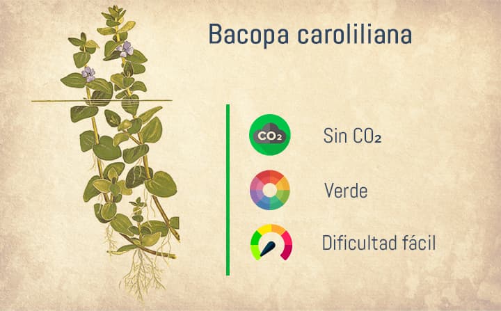 Ficha de la Bacopa Caroliliana. Una de las mejores plantas de tallo para acuarios.