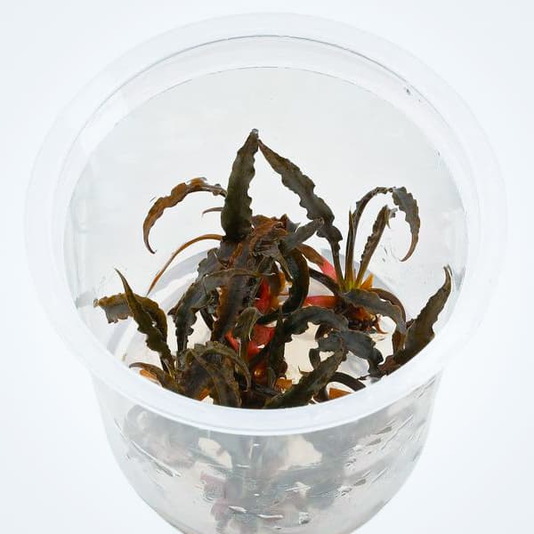 Cryptocoryne Spiralis tiger