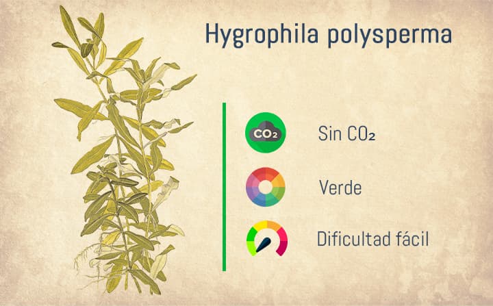 Ficha de la Hygrophila Polysperma. Una de las mejores plantas de tallo para acuarios.
