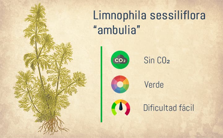 Ficha de la Limnophila Sessiliflora, también conocida como "ambulia". Una de las mejores plantas de tallo para acuarios.