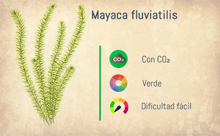 Ficha de la Mayaca Fluviatilis. Una de las mejores plantas de tallo para acuarios.