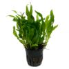 MICROSORUM PTEROPUS FLAMINGO, un helecho fácil de cultivar en acuarios plantados. Lo puedes comprar en nascapers.