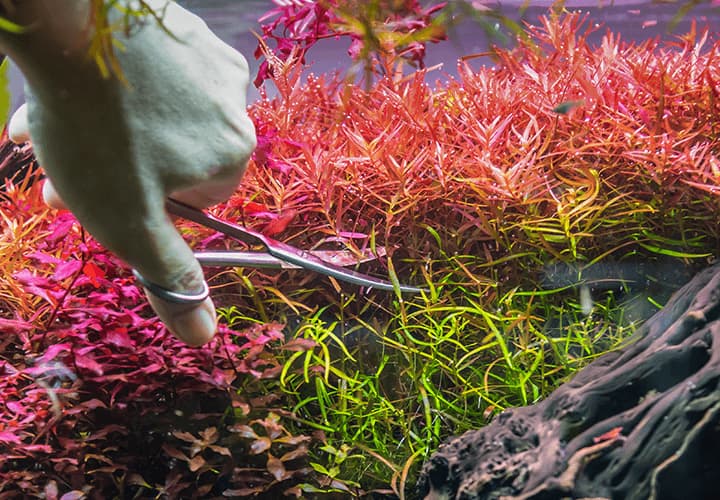 Poda de plantas de tallo con tijeras