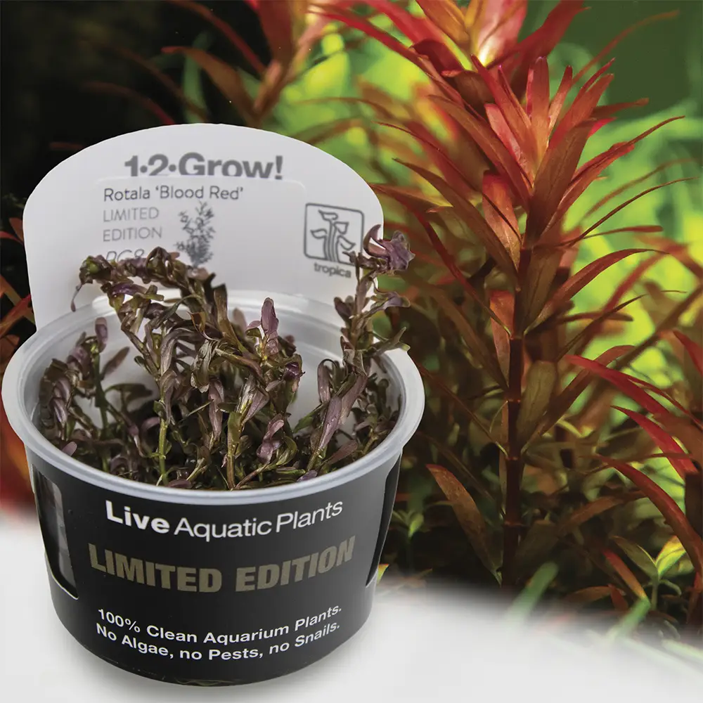 Rotala Blood Red Limited Edition Tropica