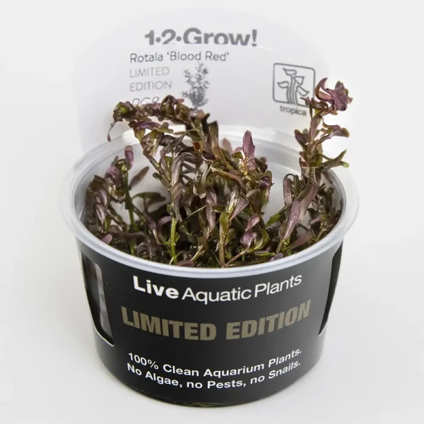 Rotala Blood Red Limited Edition Tropica