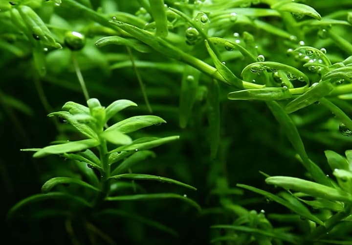 ROTALA ROTUNDIFOLIA GREEN