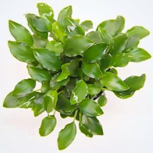 Schismatoglottis prietoi, planta muy similar a las anubias, de venta en tienda online. Las mejores ofertas en NAscapers.