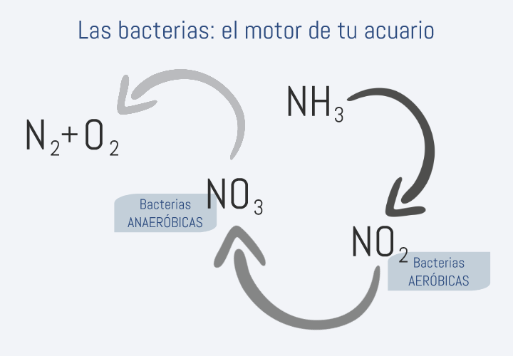 Ilustración sobre el ciclado del acuario y la importancia de las bacterias aeróbicas y anaeróbicas
