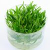 CRYPTOCORYNE WENDTII GREEN GEKCO para acuarios plantados, de venta online en NASCAPERS.