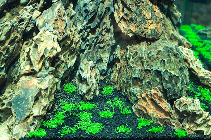 Detalla del plantado del acuario VOLCAN con monte carlo como planta tapizante.