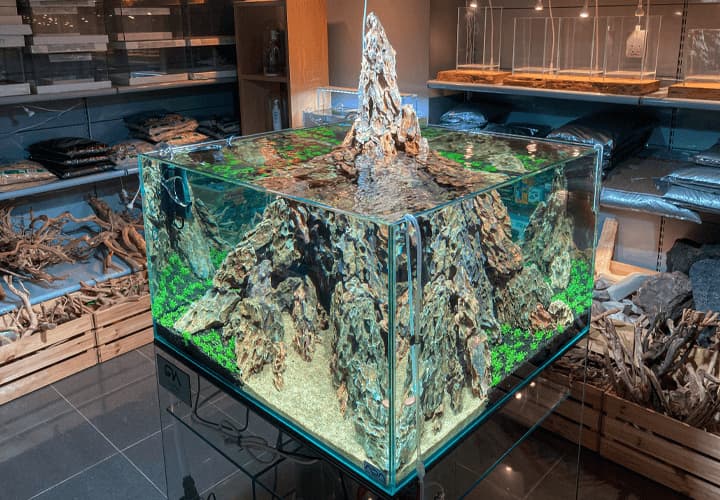 Montaje de un acuario tipo cube en formato cuadrado con roca y plantas tapizantes.