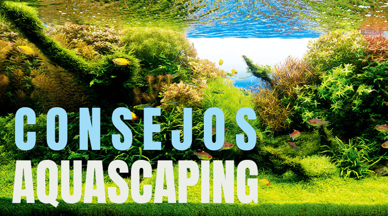 ▷ Aquascaping para principiantes: Consejos paisajismo acuático