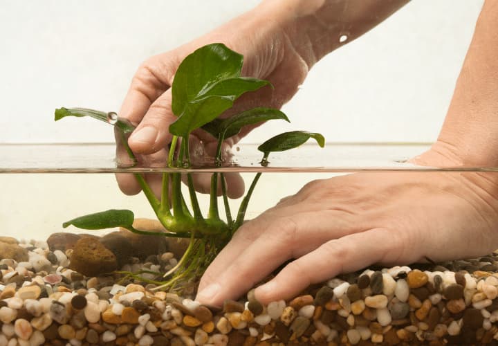 Tipo de planta anubias para acuario