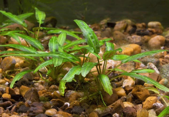 Tipo de planta cryptocoryne para acuario