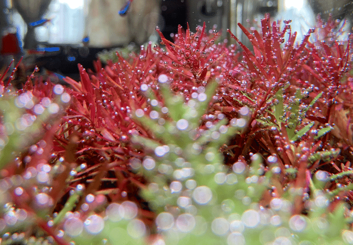 Rotala Hra liberando oxígeno durante la fotosíntesis