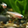albino neon tetra