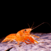 Cangrejo de acuarios, Cambarellus Patzcuarensis de color naranja.