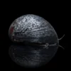 Caracol Casco Militar Negro nascapers.es