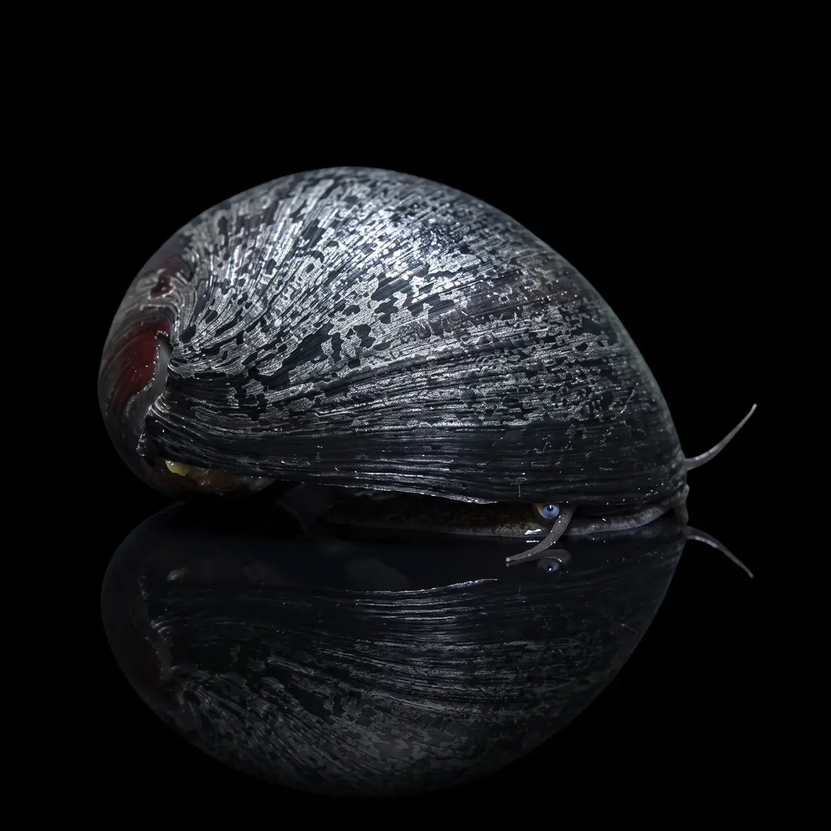 Caracol Casco Militar Negro nascapers.es