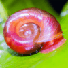 CARACOL PLANORBIS ROJO, ideal para acuarios plantados de agua dulce. De venta al mejor precio en nascapers, tu tienda online de acuariofilia.