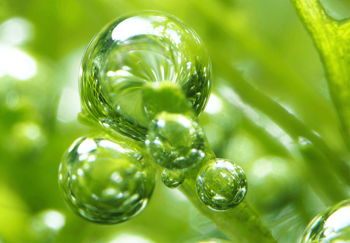 el co2 en el acuario plantado