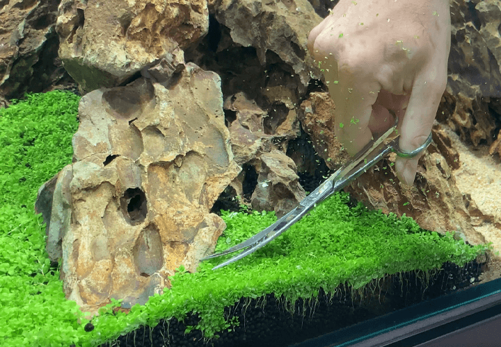 poda plantas tapizantes acuario