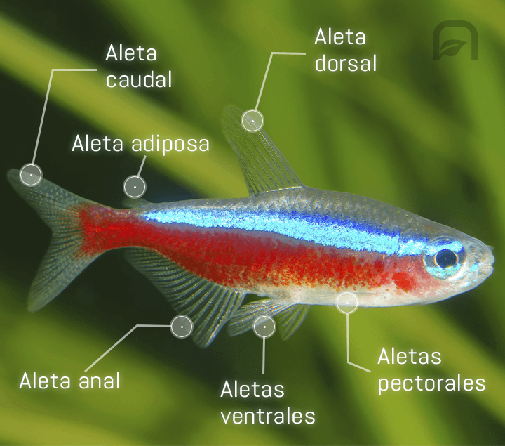aletas del Tetra Neón Rojo, un pez tropical ideal para acuarios de aquascaping.