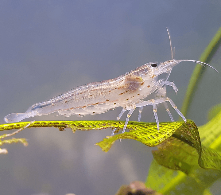 Caridina Japonica, otro gran aliado para la limpieza de tu acuario.