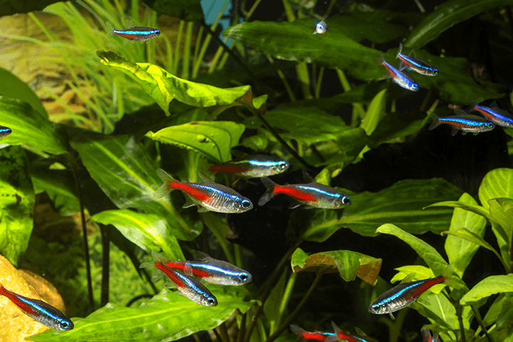 paracheirodon innesi (tetra neon) en un acuario plantado tipo holandés.