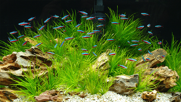 paracheirodon innesi (tetra neon) en un acuario plantado tipo holandés.
