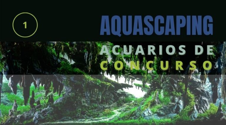 Montaje y diseño de acuarios para concurso