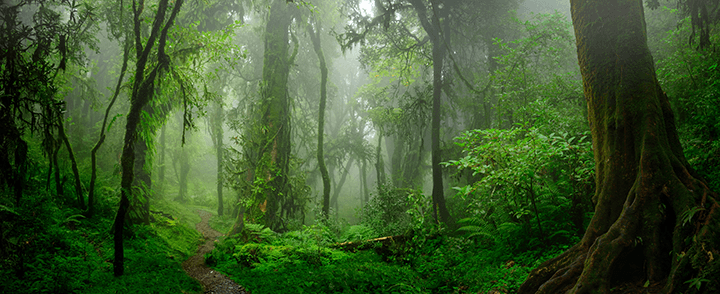 Elegir un Tema para tu acuario que quede claro desde el principio. En este caso un bosque tropical.