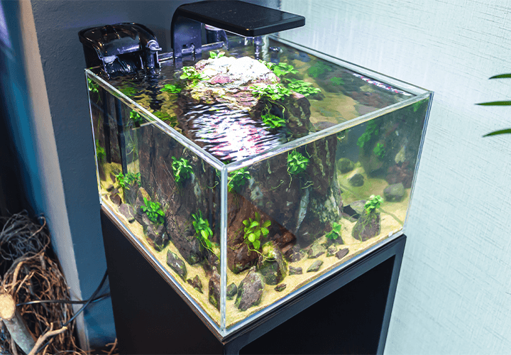 ⊛ ACUARIO PLANTADO【 Consejos para su Instalación 】