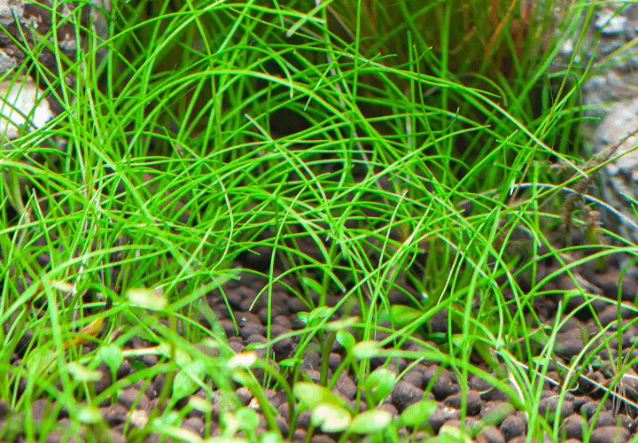 Densa alfombra de Eleocharis Acicularis Mini. Una planta tapizante de venta en NAscapers al mejor precio.